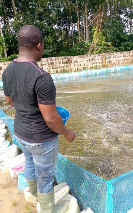 Catfish feeding