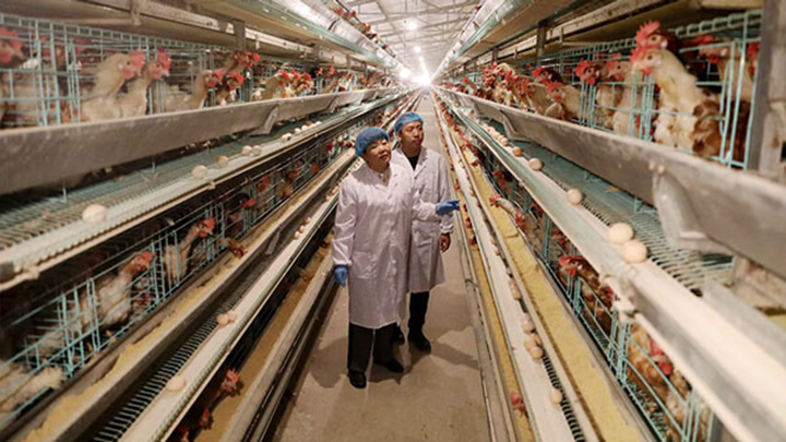 Challenges in Poultry Business Startup