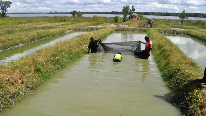 Challenges of Fish Feed Production in Kenya