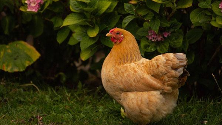 Factors affecting egg production