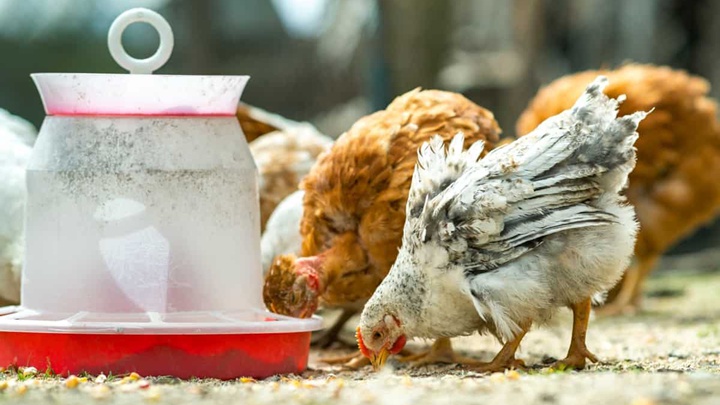 How to Improve the Quality of Chicken Feed Pellets