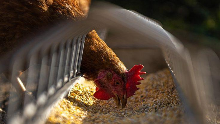 How to Make Chicken Feed at Home With 5 Proven & Cost-Saving Tips