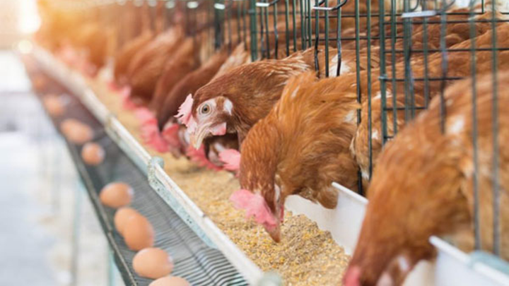 Poultry farming business