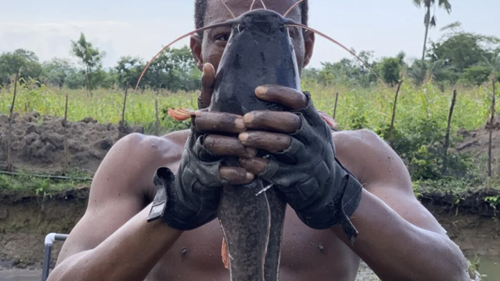 Start Catfish Farming in Ghana