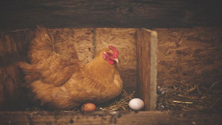 Tips to increase eggs production in chickens