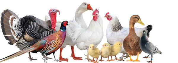 What is a poultry farm