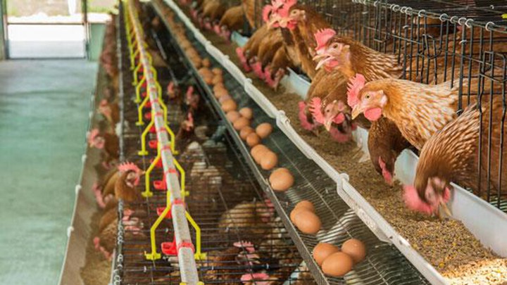 egg production in chickens